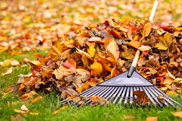 Leaves Removal in Plant City
