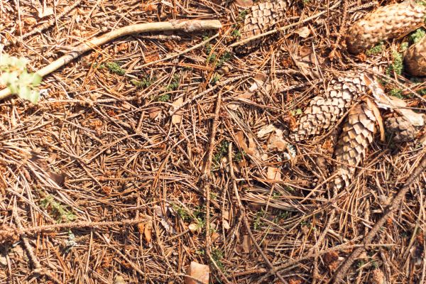 Pine Needles Removal in Plant City