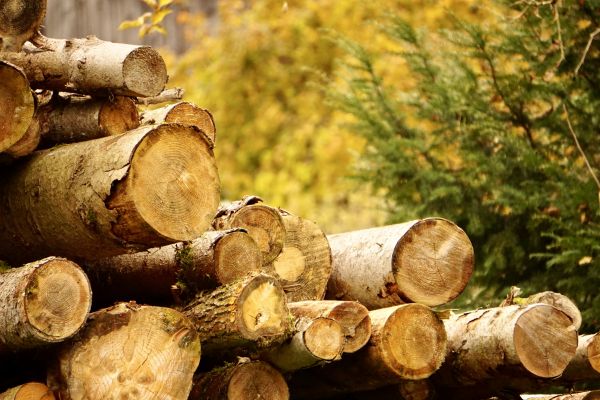 Wood Pile Removal in Plant City