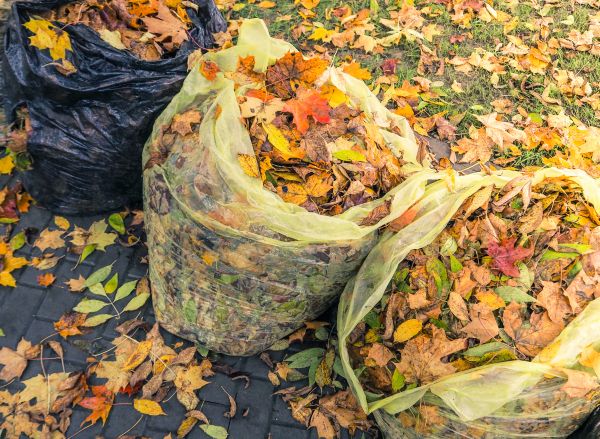Yard Cleanup Service in Plant City