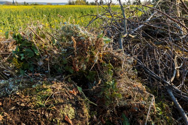 Brush Disposal in Plant City