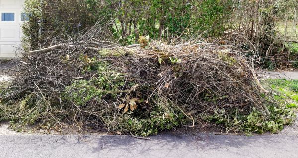Tree Limb Cleanup in Plant City
