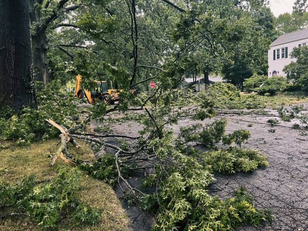 Tree Branch Disposal in Plant City