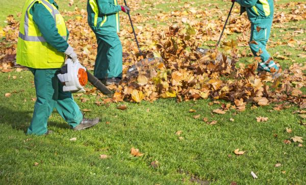 Leaf Maintenance in Plant City