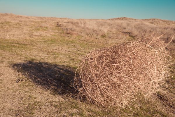 Tumbleweed Removal in Plant City