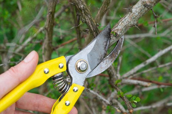 Limbs Removal in Plant City