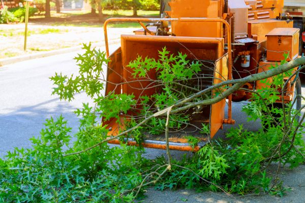 Tree Branches Removal in Plant City
