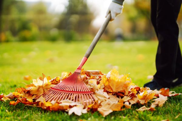 Ditch Leaf Removal in Plant City