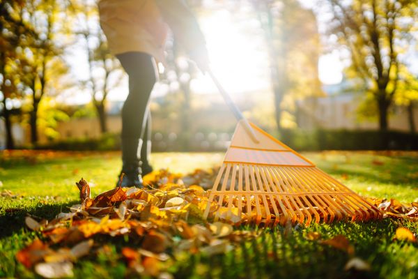 Leaves Raking in Plant City