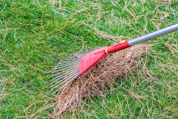 Yard Raking in Plant City