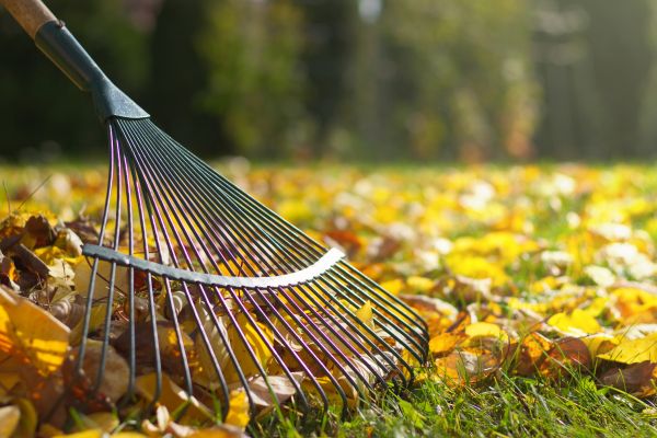 Leaf Removal in Plant City