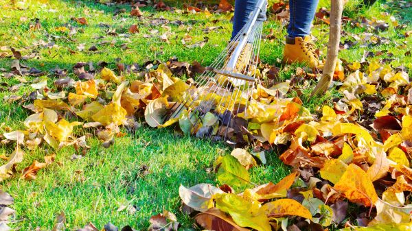 Lawn Cleanup Service in Plant City
