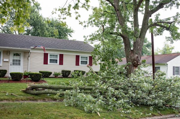 Fallen Branch Removal in Plant City
