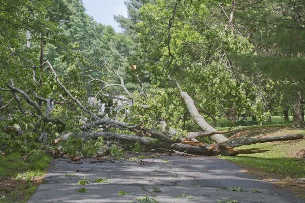Tree Debris Removal in Plant City